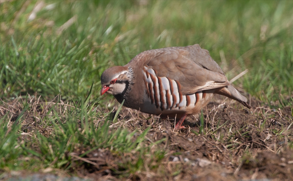 Wild French Partridge - Peter Bagnall